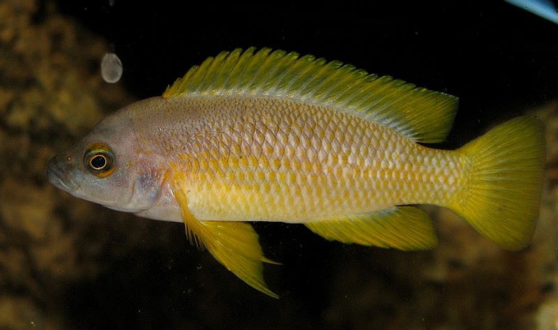 Neolamprologus mustax